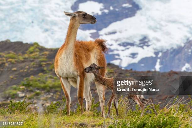 newborn guanaco and mother - female animal stock pictures, royalty-free photos & images