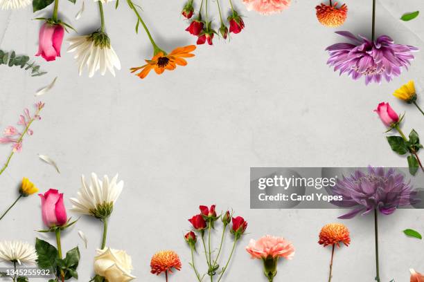 composition made of meadow flowers and leaves on white background. flat lay. view from above. - primavera fotografías e imágenes de stock