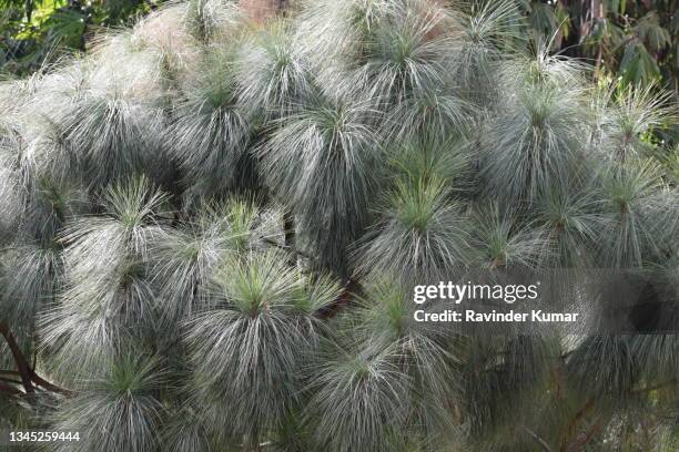 Pinus Long Tree Long Leaf Pine Tree Photos and Premium High Res Pictures - Getty Images