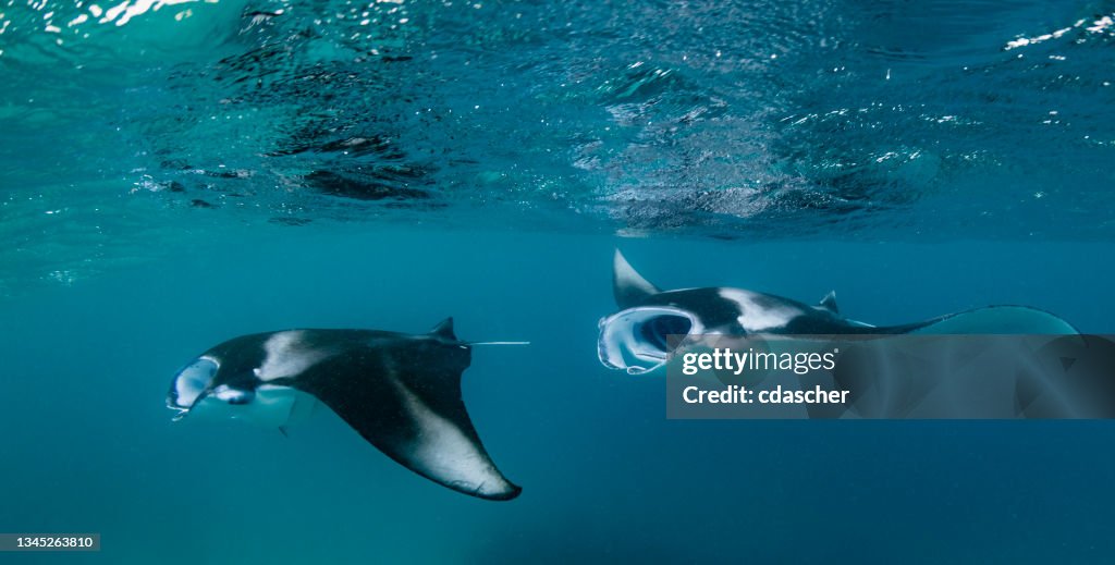Manta Ray