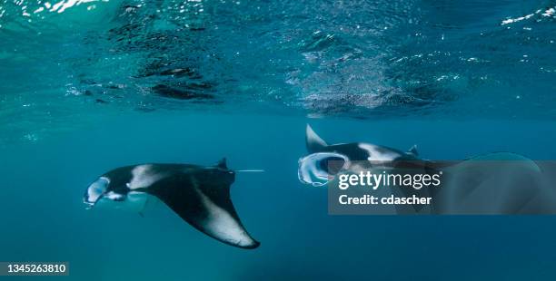 manta ray - manta ray stock pictures, royalty-free photos & images