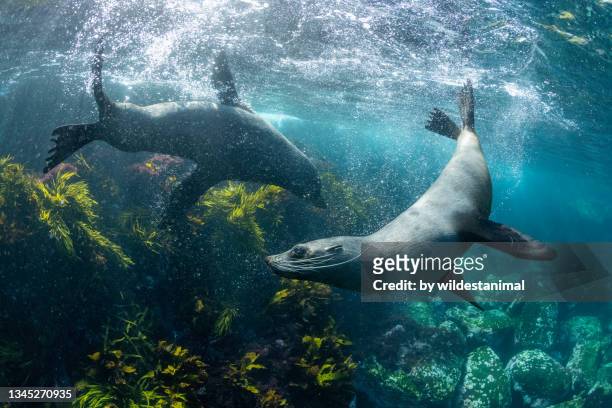 australian cape fur seals playing, montague island, nsw, australia. - seal animal imagens e fotografias de stock