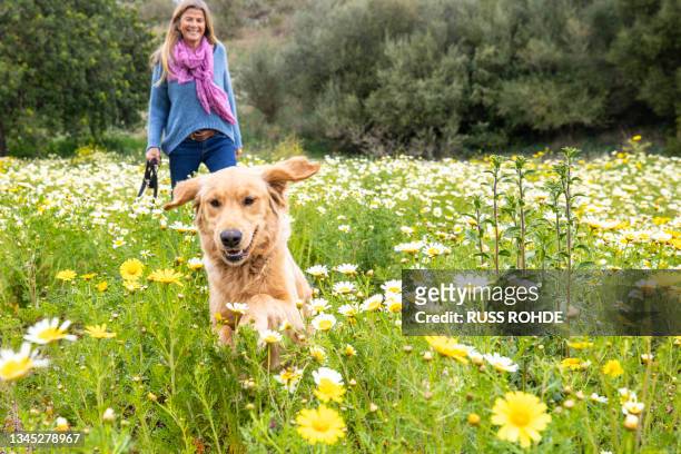 spain, mallorca, smiling woman with golden retriever in blooming meadow - neckwear stockfoto's en -beelden
