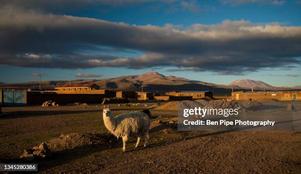 bolivia, villa alota, llama in barren landscape at dawn - alota stock pictures, royalty-free photos & images