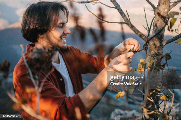 hiker ties a knot on a bare tree - twig stockfoto's en -beelden