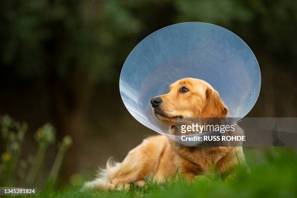 spain, mallorca, golden retriever wearing protective collar lying on grass - hondenkraag stockfoto's en -beelden