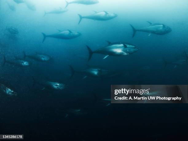 giant bluefin tuna (thunnus thynus) swimming inside a fishing net. - migrazione animale foto e immagini stock