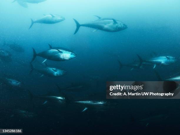 Giant Bluefin Tuna Swimming Inside A Fishing Net High-Res Stock Photo