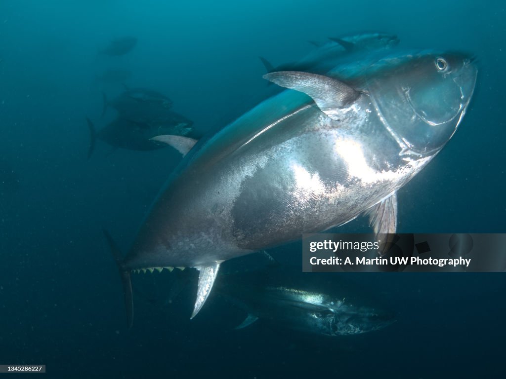 Giant bluefin tuna (Thunnus thynus) swimming inside a fishing net.