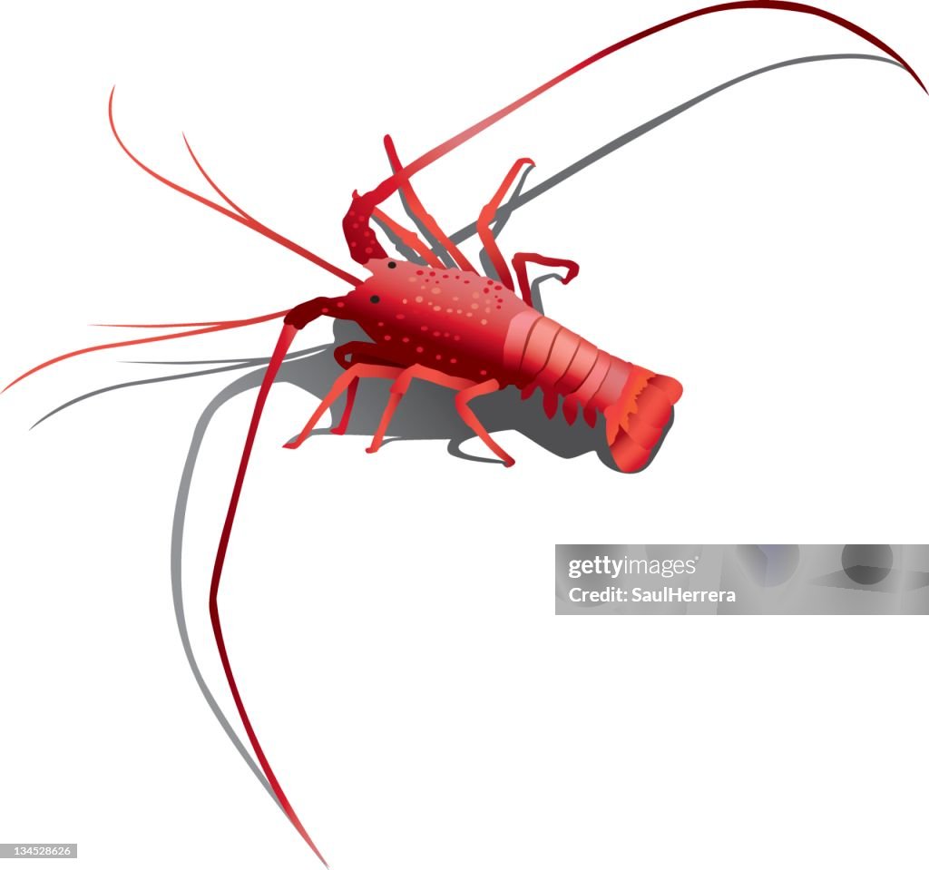 Lobster
