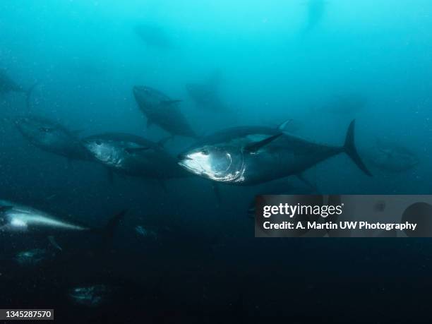Giant Bluefin Tuna Swimming Inside A Fishing Net, Foto de stock