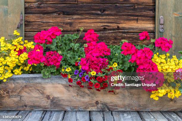 flowers on a wooden long pot - begonia stockfoto's en -beelden