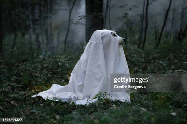 a dog in a ghost costume - halloween dog stock pictures, royalty-free photos & images