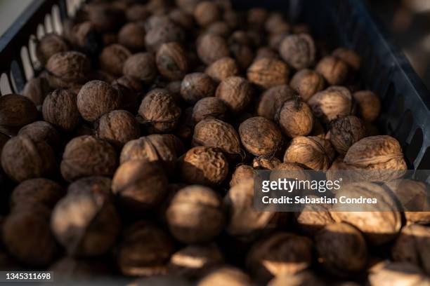 autumn works, box of nuts, preparation for winter. - walnut farm stock pictures, royalty-free photos & images