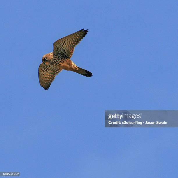 kestrel - s0ulsurfing stock pictures, royalty-free photos & images