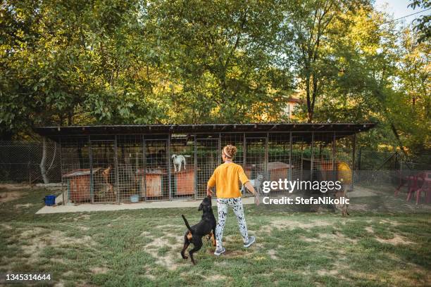 dog shelter - abrigar se imagens e fotografias de stock