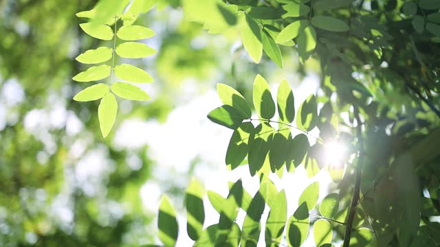 숲속의 녹색 잎 나무를 통해 빛나는 금빛 태양. 아침 낮에 신선한 나무 잎이 있는 자연