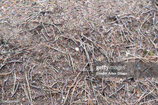 large anthill in the forest full of ants. germany - ant nest stock pictures, royalty-free photos & images