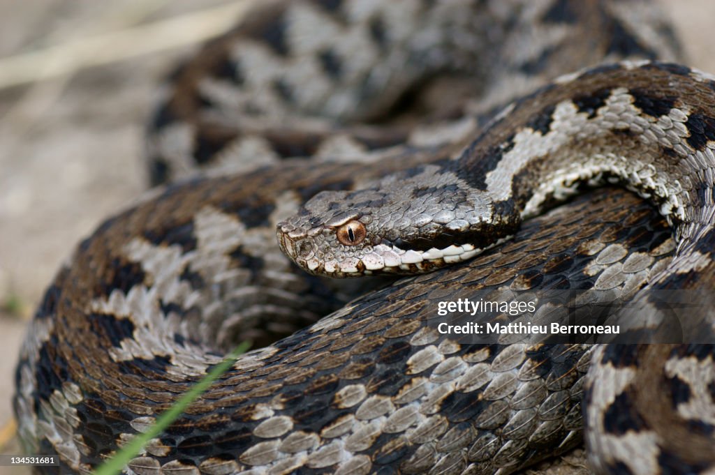 Big black snake