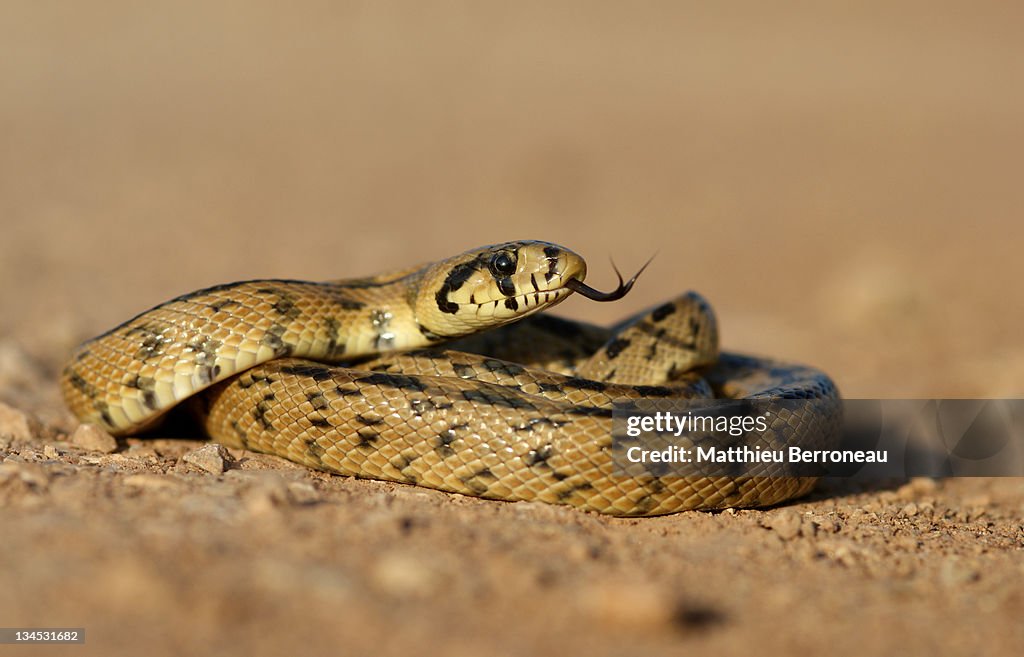 Rhinechis scalaris