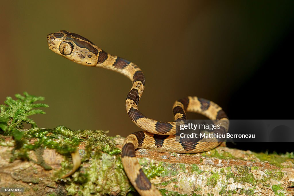 Imantodes cenchoa