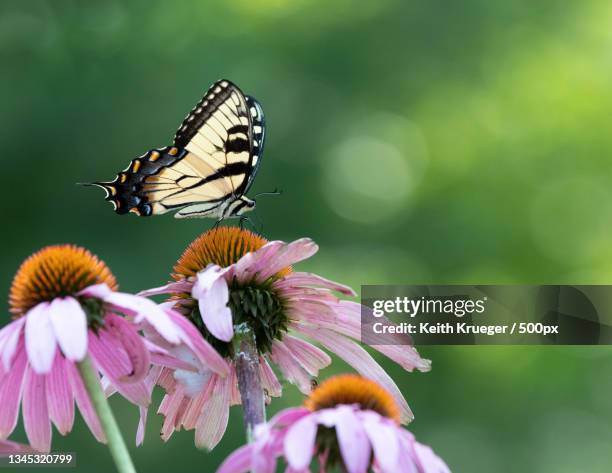 close-up of butterfly pollinating on flower,biltmore forest,north carolina,united states,usa - biltmore estate stock-fotos und bilder