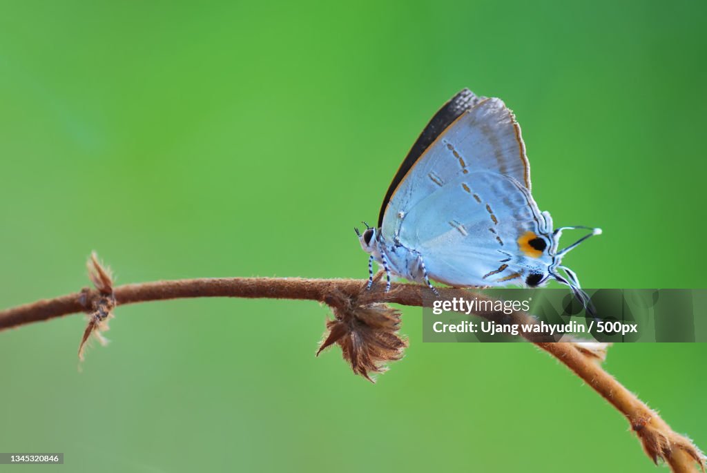 Close-up of butterfly perching on plant
