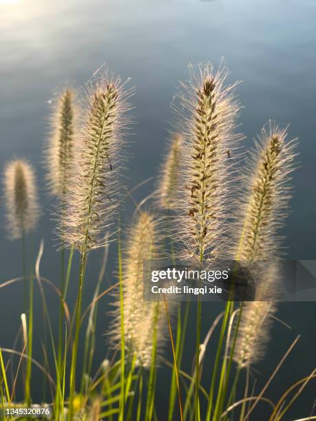 setaria in the backlight by the lake - millet stock pictures, royalty-free photos & images