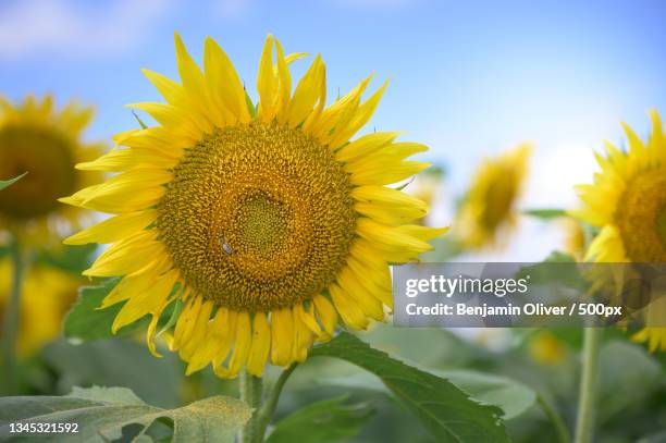 close-up of sunflower on field,pleasant,kansas,united states,usa - kansas sunflowers stock pictures, royalty-free photos & images