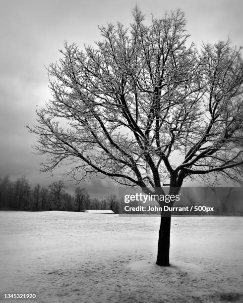 silhouette of bare tree on snow covered field against sky,halton hills,ontario,canada - bare tree stock-fotos und bilder