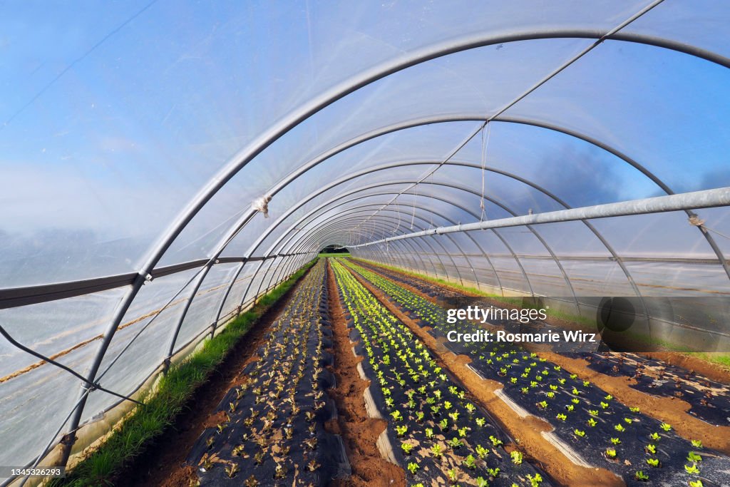 Polytunnel inside view with winter lettuce