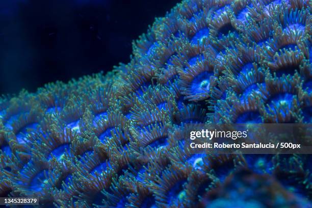 close-up of coral in sea - brain coral stock pictures, royalty-free photos & images