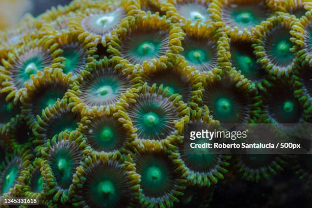 close-up of coral in sea - brain coral 個照片及圖片檔