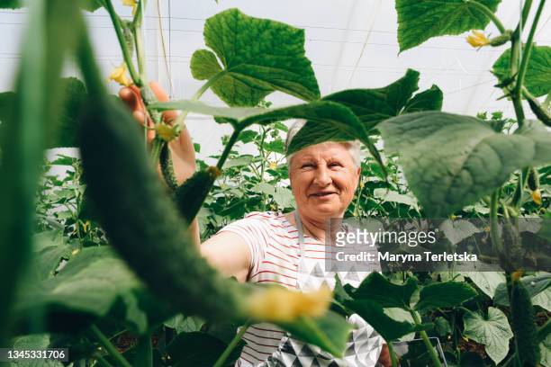 an elderly woman in a cucumber greenhouse. - eastern europe ストックフォトと画像