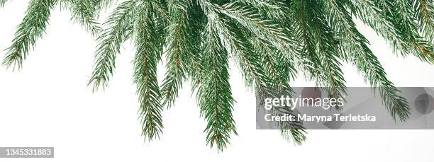 christmas festive background with branches of a christmas tree. - nadelbaum freisteller stock-fotos und bilder
