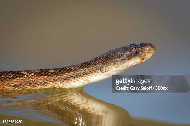 close-up of water grass snake against gray background,armand bayou,texas,united states,usa - water snake stock pictures, royalty-free photos & images