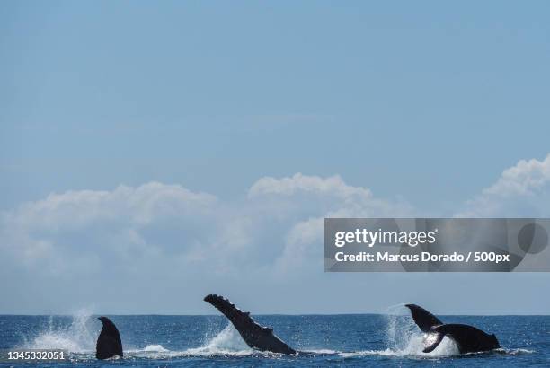 people surfing in sea against sky,moreton island,queensland,australia - moreton island stockfoto's en -beelden