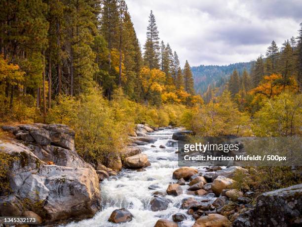 scenic view of stream amidst trees in forest against sky,tuolumne county,california,united states,usa - harrison wood stock pictures, royalty-free photos & images