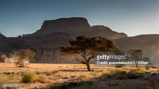 trees on field against clear sky,djanet,algeria - algerien stock-fotos und bilder