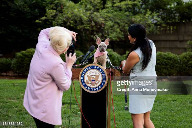 Staff member with Sen. Rand Paul takes photos of her puppy Jefferson on a podium before a press Sen. Paul's FDA Modernization Act on Capitol Hill on...