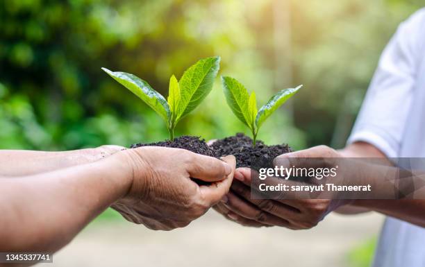 environment earth day in the hands of trees growing seedlings. bokeh green background female hand holding tree on nature field grass forest conservation concept - world war 2 stock-fotos und bilder