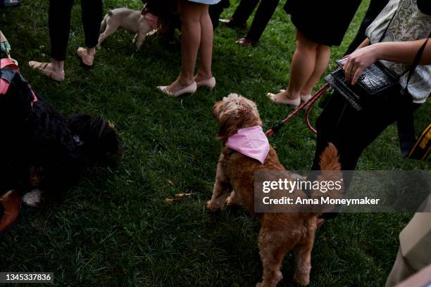 Dog wears a bandana that reads "Paul's Pups" after a press conference with Sen. Rand Paul on his FDA Modernization Act on Capitol Hill on October 06,...