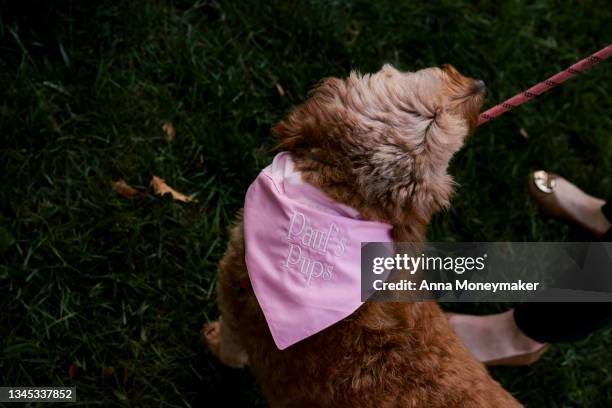 Dog wears a bandana that reads "Paul's Pups" after a press conference with Sen. Rand Paul on his FDA Modernization Act on Capitol Hill on October 06,...