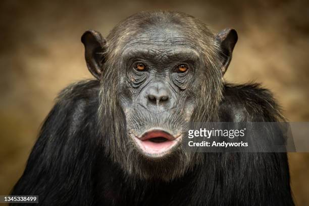 male common chimpanzee - mouth thinking stockfoto's en -beelden