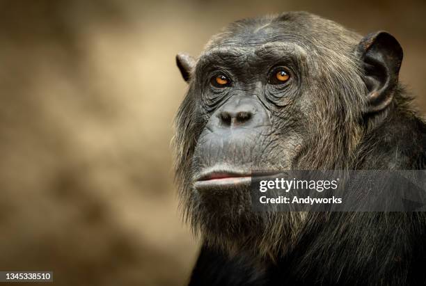 male common chimpanzee - common chimpanzee stock pictures, royalty-free photos & images