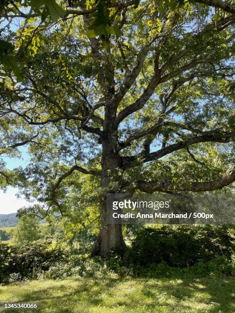 trees in park - marchand stock pictures, royalty-free photos & images