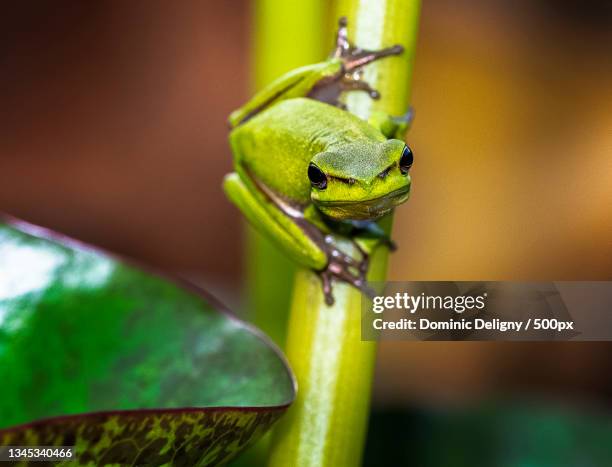 close-up of lizard on plant,australia - frosch stock-fotos und bilder