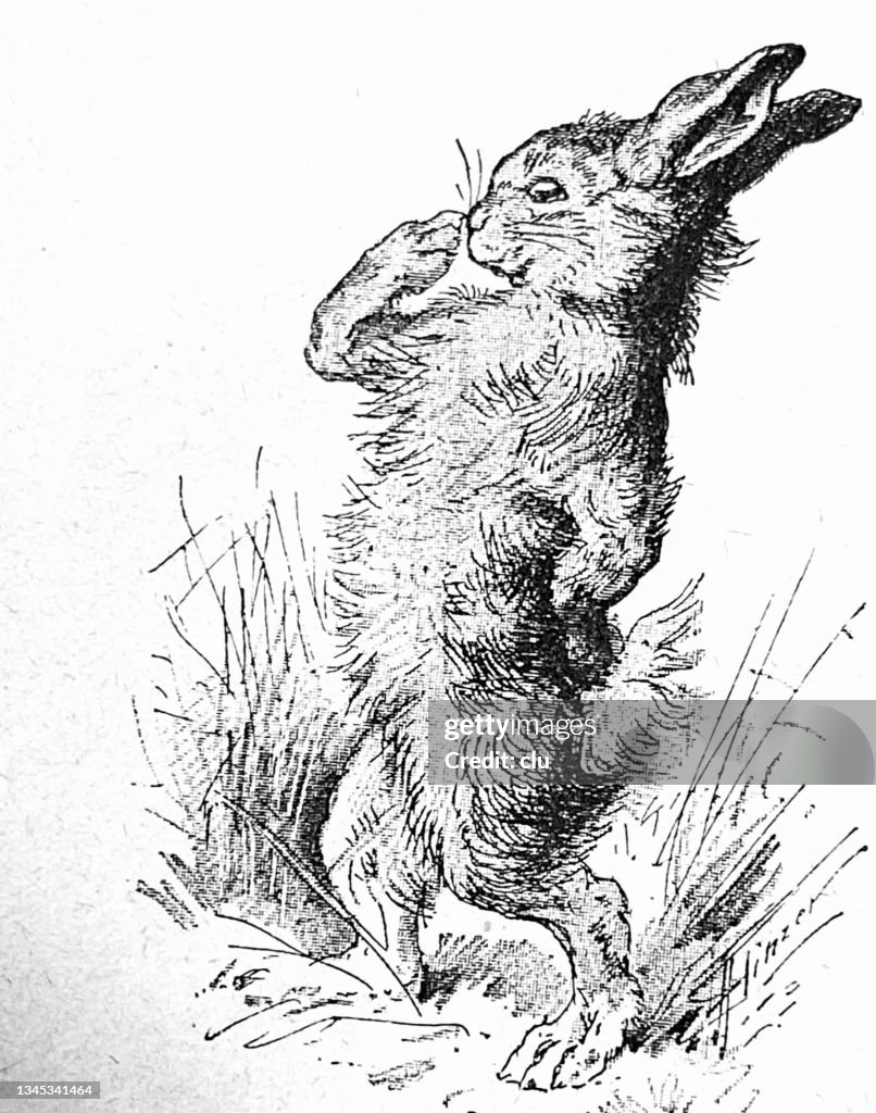 Object Perspective Rabbit Rabbit Thinking Side View Standing In The Meadow Full Length High-Res ...