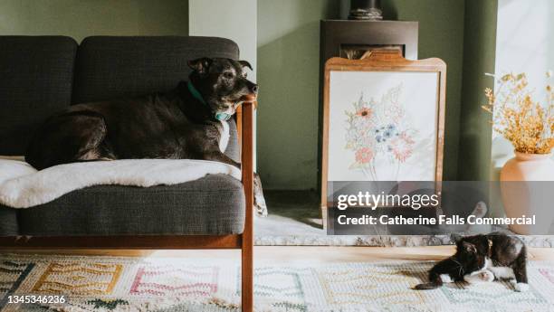 a dog nonchalantly watches a cat lick herself - anus foto e immagini stock