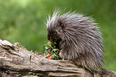 Porcupine eating on a tree branch